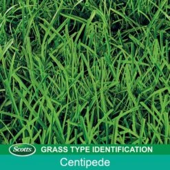 Scotts Turf Builder Centipede Grass Full Sun Grass Seed And Mulch 5 Lb -Roundup Hub 13b56147 be42 4b5d b0c1 aeaccde5e0e6