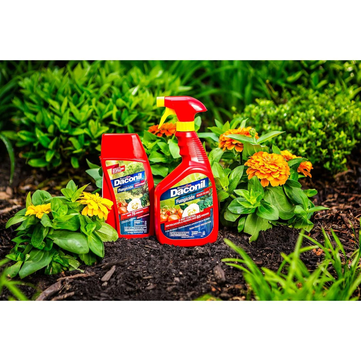 GardenTech Daconil Liquid Fungicide 32 Oz 6 GardenTech Daconil Liquid Fungicide 32 Oz - Image 6