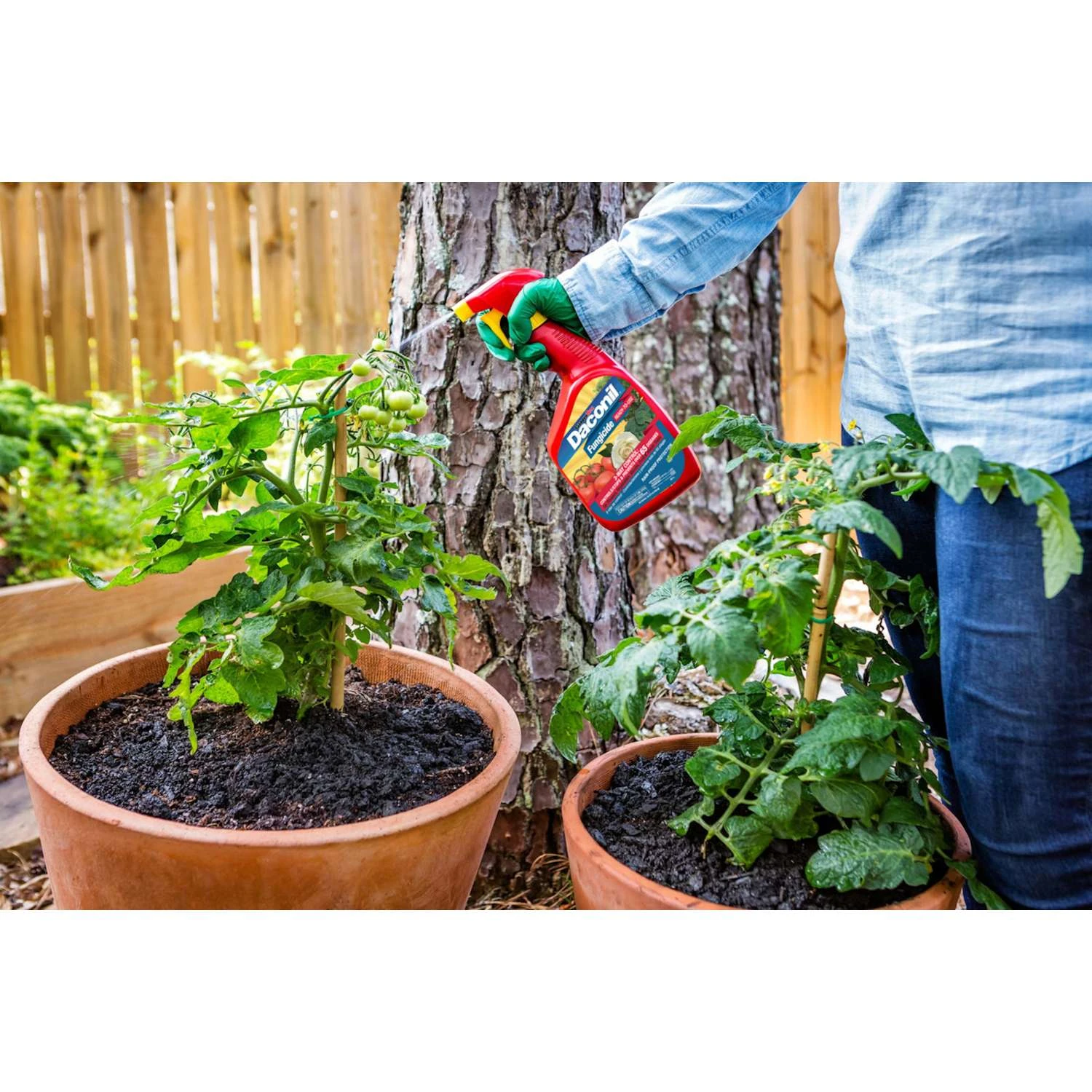 GardenTech Daconil Liquid Fungicide 32 Oz 2 GardenTech Daconil Liquid Fungicide 32 Oz - Image 2