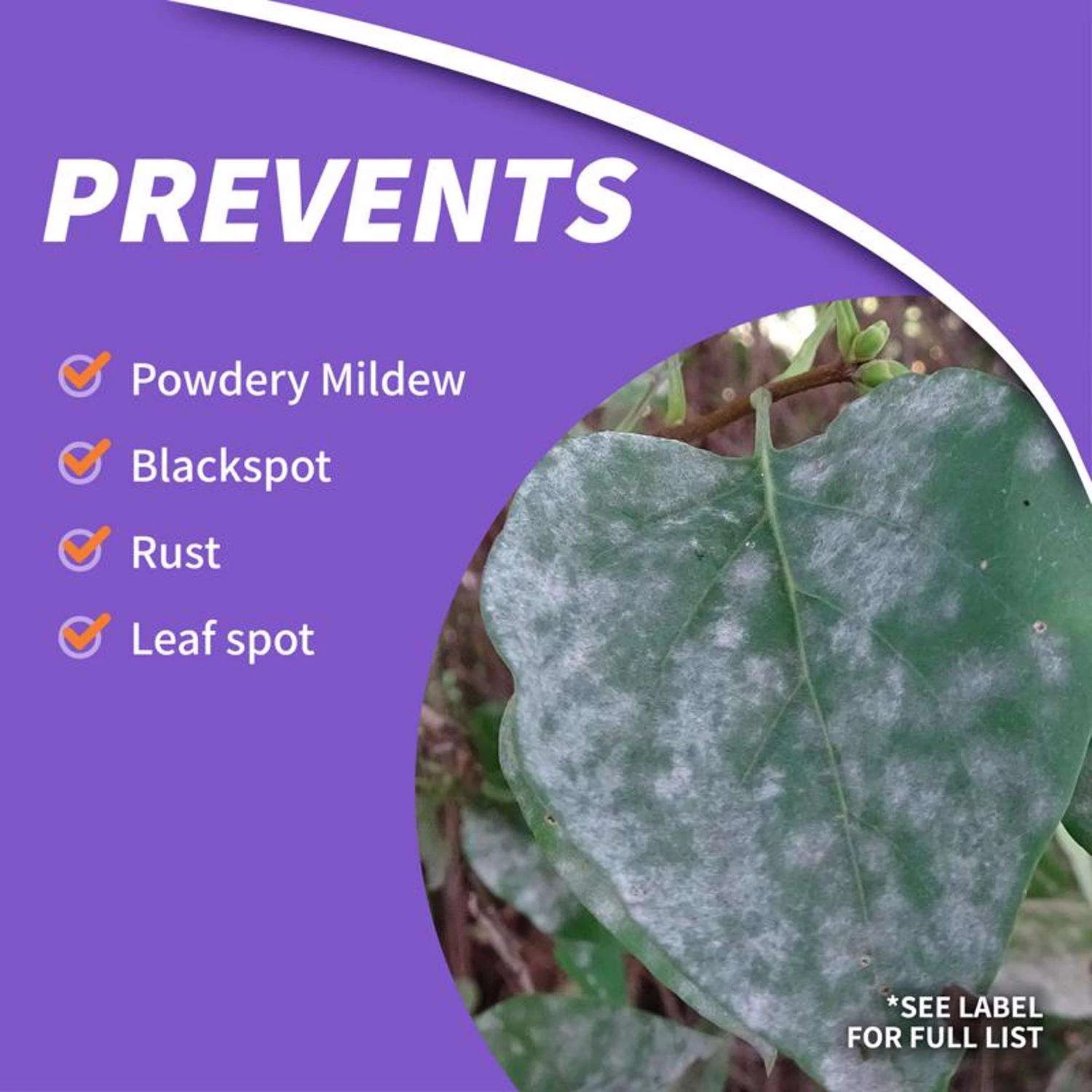 Bonide Rose Shield 3 In 1 Garden Insect Spray Liquid 1 Gal 6 Bonide Rose Shield 3 In 1 Garden Insect Spray Liquid 1 Gal - Image 6