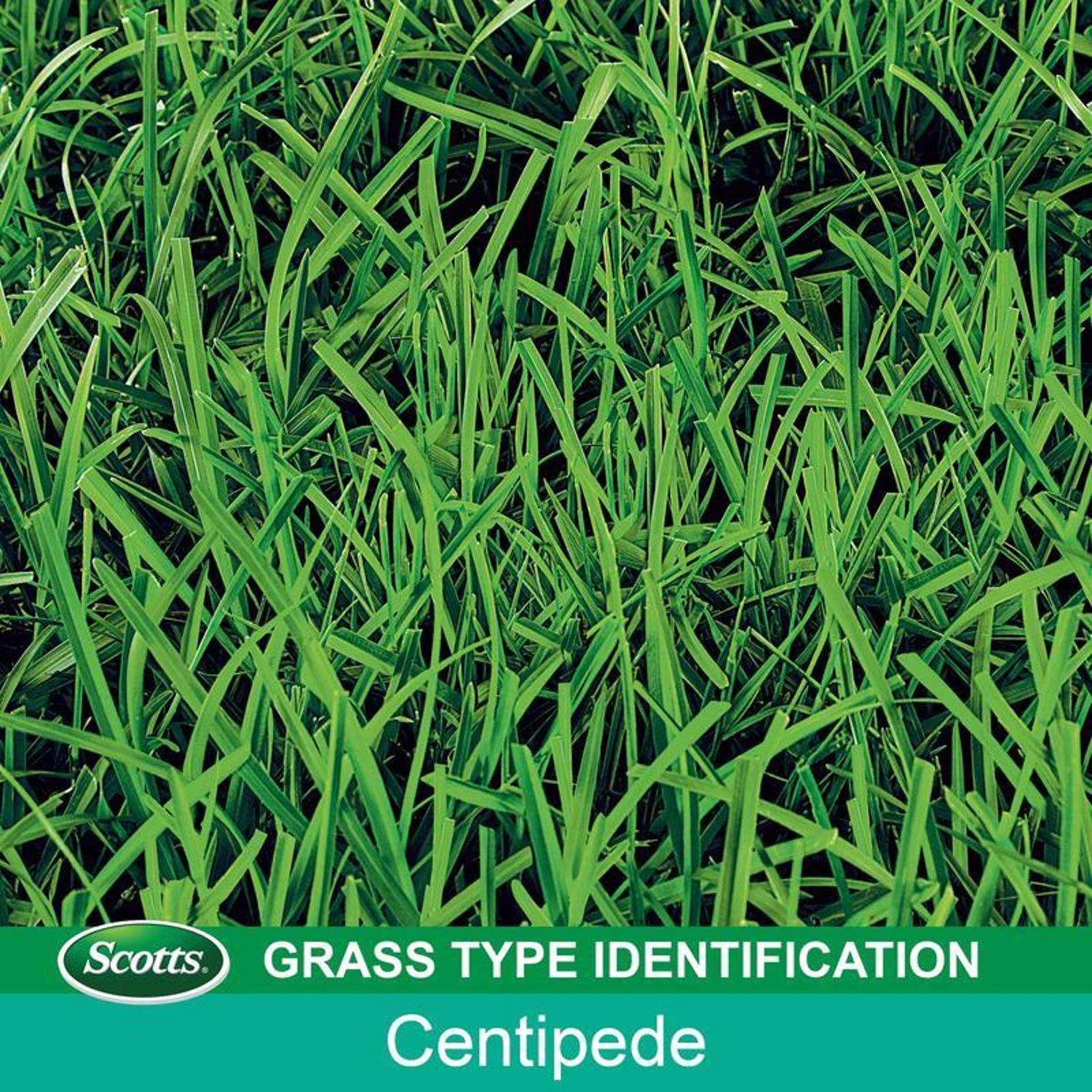Scotts EZ Seed Centipede Grass Sun Or Shade Grass Spot Repair Seed 10 Lb 2 Scotts EZ Seed Centipede Grass Sun Or Shade Grass Spot Repair Seed 10 Lb - Image 2