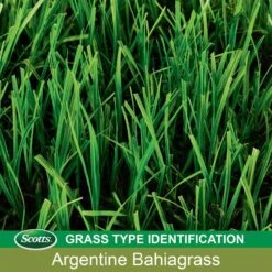 Scotts Turf Builder Argentine Bahiagrass Sun Or Shade Grass Seed 5 Lb 9 Scotts Turf Builder Argentine Bahiagrass Sun Or Shade Grass Seed 5 Lb -Roundup Hub 39adc81c 0ea3 40f2 afa8 aeb861ae1747
