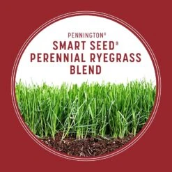 Pennington Smart Seed Perennial Ryegrass Sun Or Shade Grass Seed And Fertilizer 3 Lb 12 Pennington Smart Seed Perennial Ryegrass Sun Or Shade Grass Seed And Fertilizer 3 Lb -Roundup Hub 40475a87 20e5 4d9e 9a4f 7e6e6b0ab45b