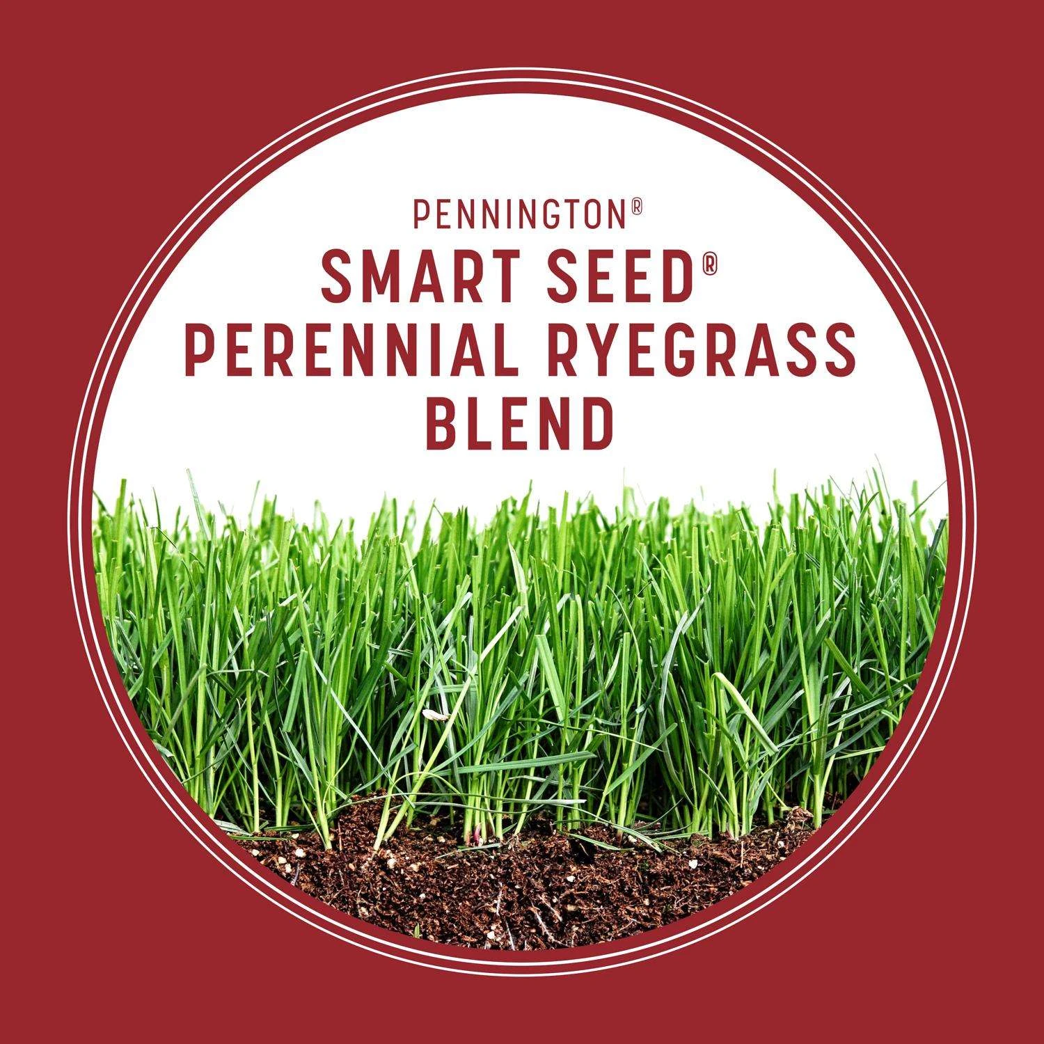 Pennington Smart Seed Perennial Ryegrass Sun Or Shade Grass Seed And Fertilizer 3 Lb 3 Pennington Smart Seed Perennial Ryegrass Sun Or Shade Grass Seed And Fertilizer 3 Lb - Image 3
