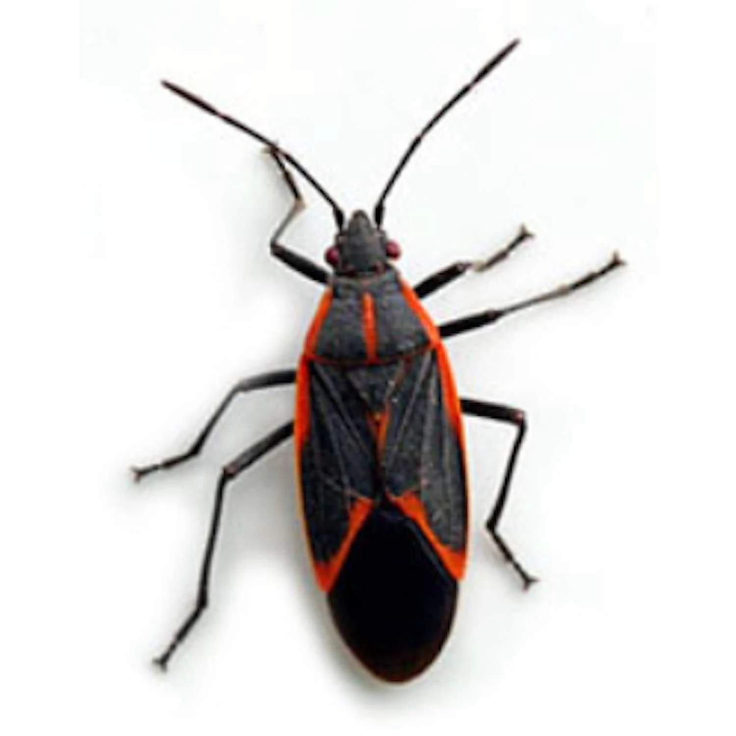 BUGG BUGGSLAYER Stink Bug Killer Liquid Concentrate 16 Oz 2 BUGG BUGGSLAYER Stink Bug Killer Liquid Concentrate 16 Oz - Image 2