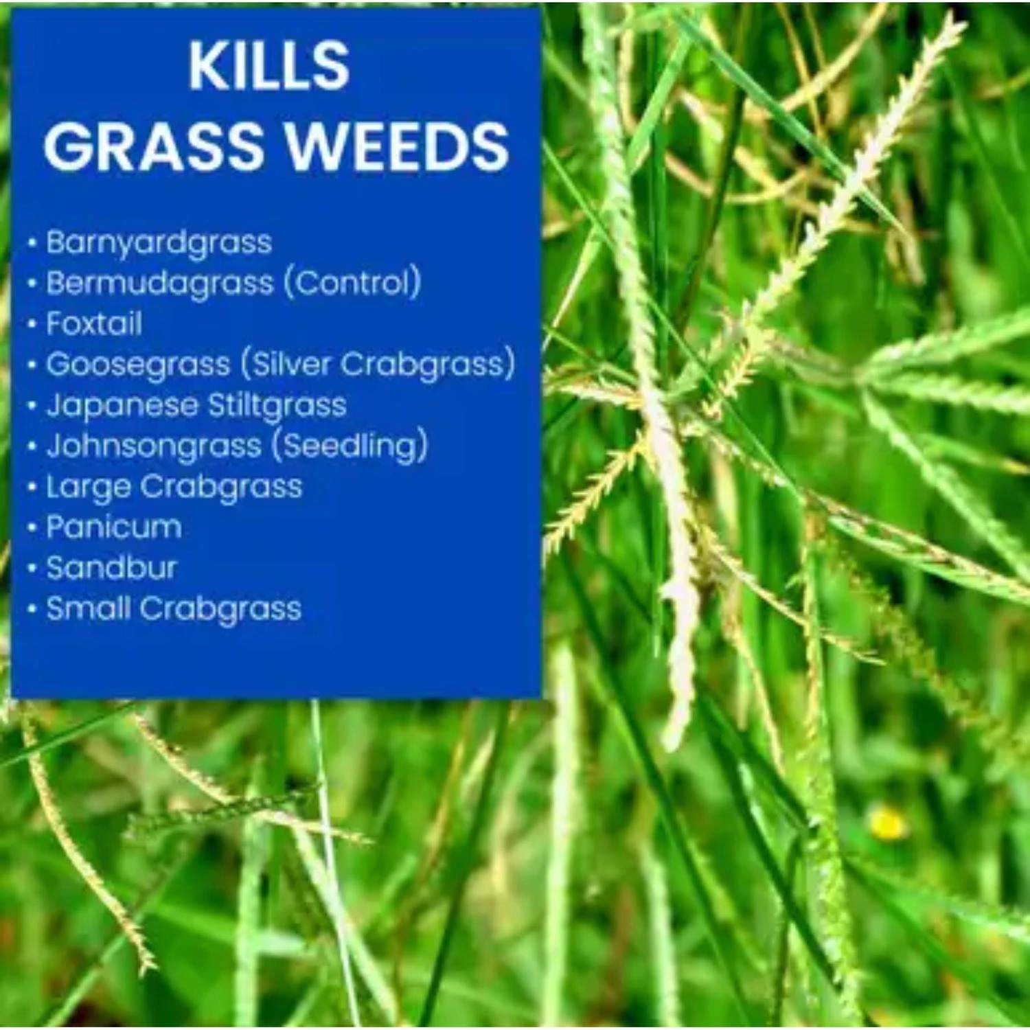 BioAdvanced Bermudagrass Control RTS Hose-End Concentrate 32 Oz 2 BioAdvanced Bermudagrass Control RTS Hose-End Concentrate 32 Oz - Image 2
