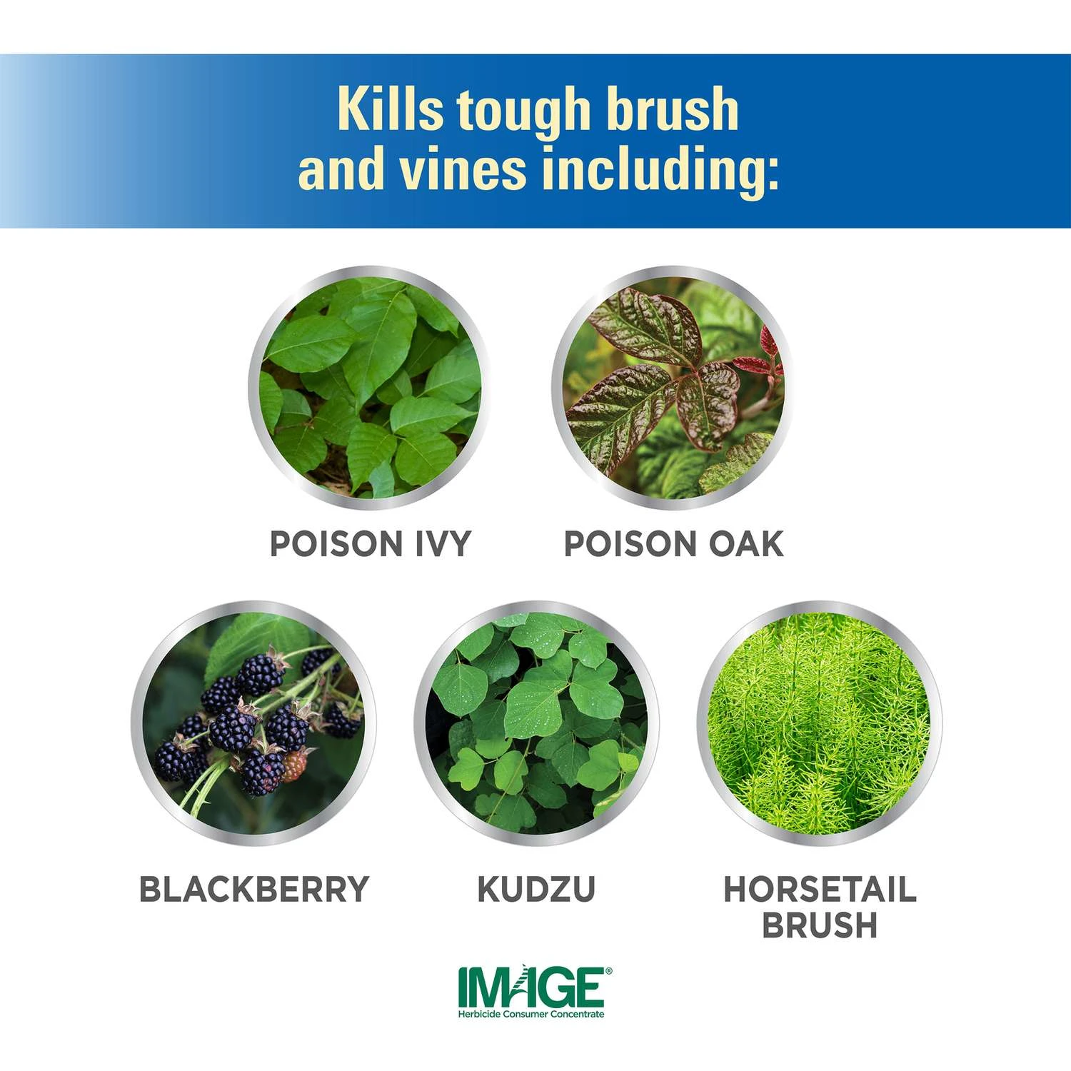 Lilly Miller Image Brush And Vine Killer Concentrate 1 Qt 4 Lilly Miller Image Brush And Vine Killer Concentrate 1 Qt - Image 4
