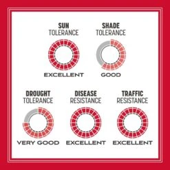 Pennington The Rebels Tall Fescue Grass Sun Or Shade Grass Seed 20 Lb -Roundup Hub 82a568c4 32a2 4b00 a5ce 5c916740ad37