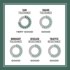 Pennington Kentucky 31 Tall Fescue Grass Sun Or Shade Grass Seed 20 Lb -Roundup Hub a724bbe6 38ec 41b7 ac06 57fc8ed91f22