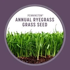 Pennington Annual Ryegrass Full Sun/Light Shade Grass Seed 50 Lb 17 Pennington Annual Ryegrass Full Sun/Light Shade Grass Seed 50 Lb -Roundup Hub af13d1a0 baaa 4202 9ea8 b3327053a480