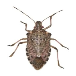 BUGG BUGGSLAYER Stink Bug Killer Liquid Concentrate 16 Oz 7 BUGG BUGGSLAYER Stink Bug Killer Liquid Concentrate 16 Oz -Roundup Hub e06670ad ce69 430c 8e59 bab1bdb67172