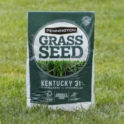 Pennington Kentucky 31 Tall Fescue Grass Sun Or Shade Grass Seed 40 Lb -Roundup Hub f059f6e4 662c 4a42 9772 f6c000aec814
