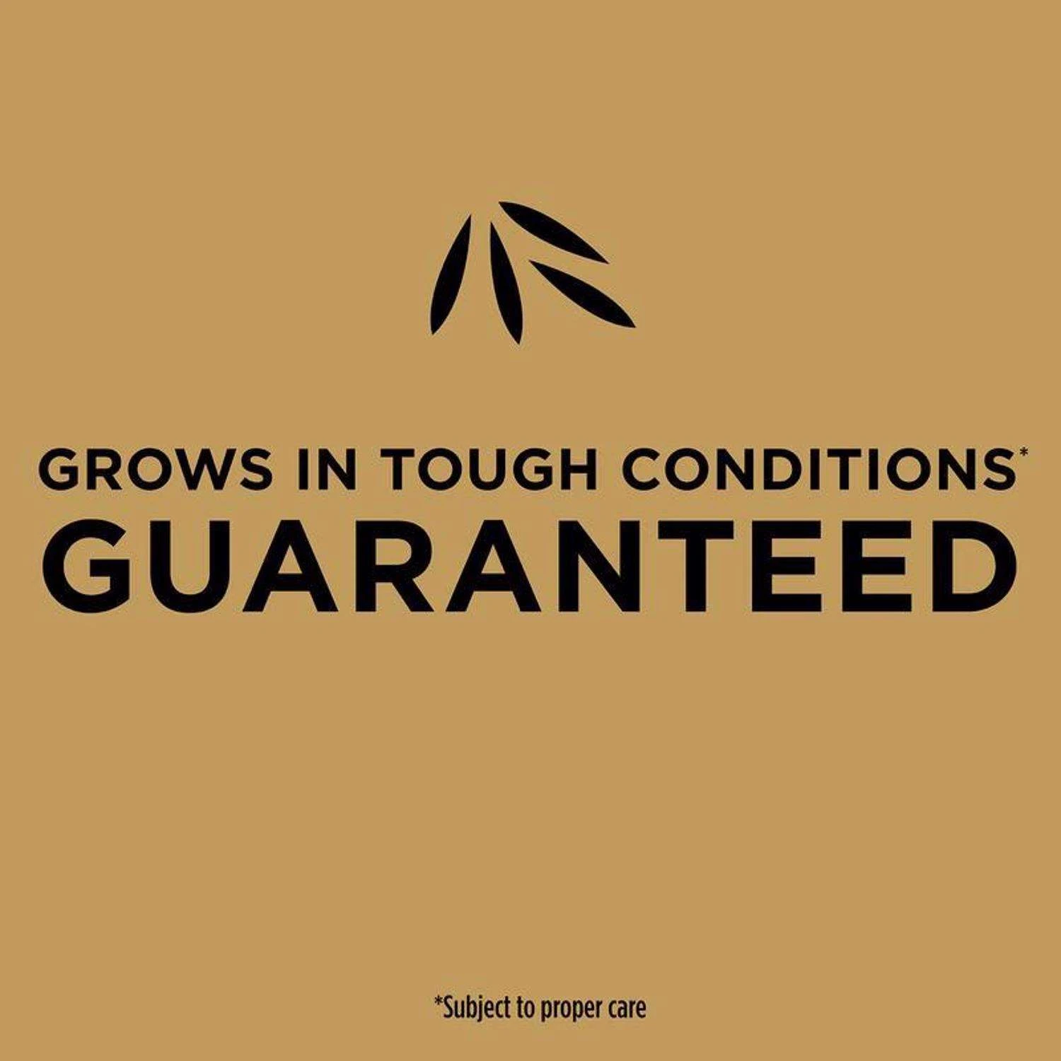 Scotts EZ Seed Centipede Grass Sun Or Shade Grass Spot Repair Seed 10 Lb 4 Scotts EZ Seed Centipede Grass Sun Or Shade Grass Spot Repair Seed 10 Lb - Image 4