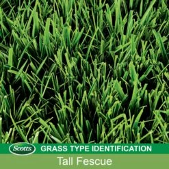 Scotts Turf Builder Tall Fescue Grass Sun Or Shade Grass Seed 7 Lb -Roundup Hub f9aae00a 4710 43db b074 4144ce1bb114