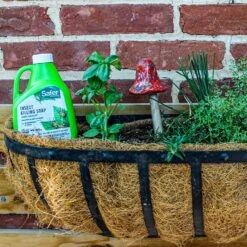 Safer Brand Organic Insect Killing Soap Liquid 16 Oz -Roundup Hub fb216d5f 3529 415c 917d 0a6d2b3cf616