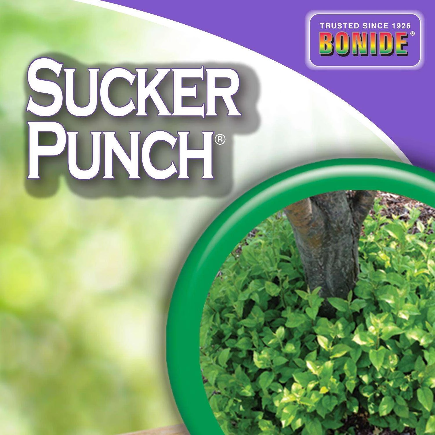 Bonide Sucker Punch Tree Roots Killer RTU Liquid 16 Oz 6 Bonide Sucker Punch Tree Roots Killer RTU Liquid 16 Oz - Image 6