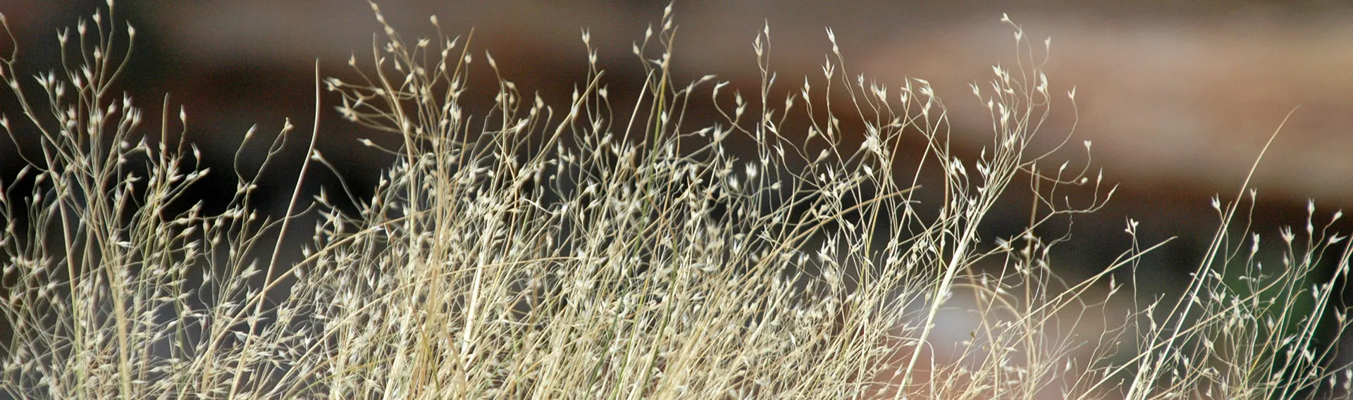 Roundup Hub -Roundup Hub ami native grass seeds cat banner desktop