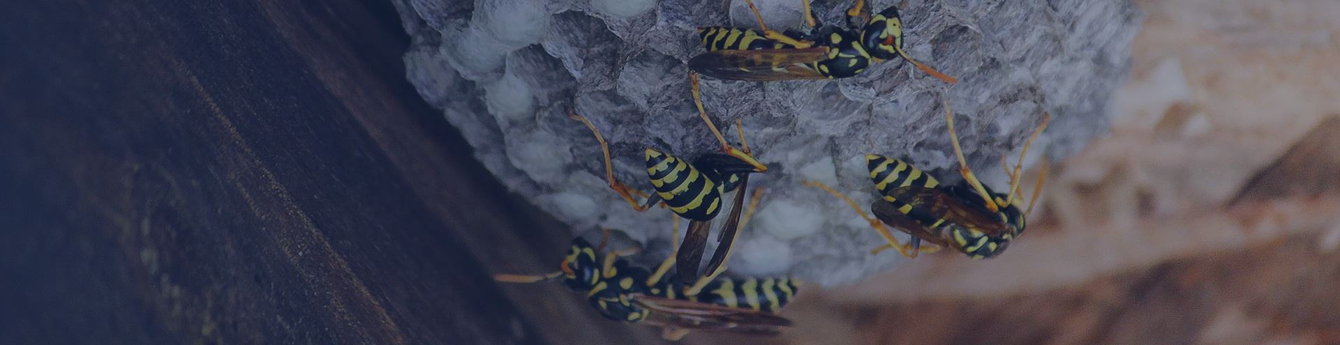 Roundup Hub -Roundup Hub stinging insects banner.2401301428550